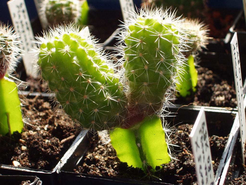 Eigene Echinopsis/Foto 1.jpg